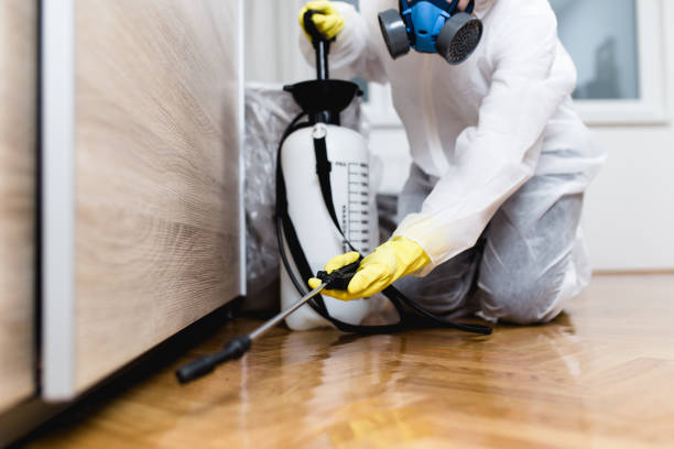 Best Wasp Removal Services  in Welsh, LA
