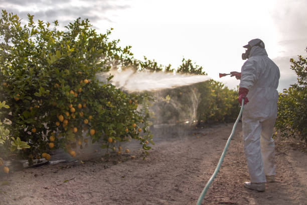 Best Insect Control  in Welsh, LA