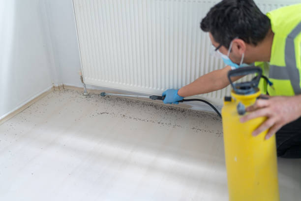 Best Flea Control Services  in Welsh, LA